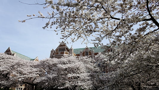 kirsikankukkia, Seattle, Cherry blossom viestit, Washington