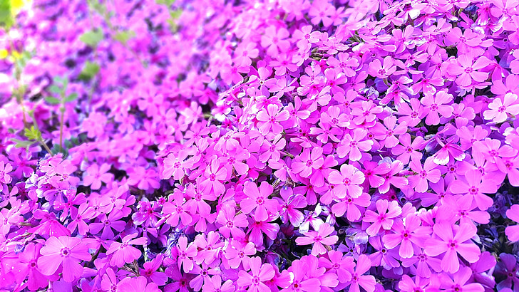 bunga, merah muda, cerah, musim semi