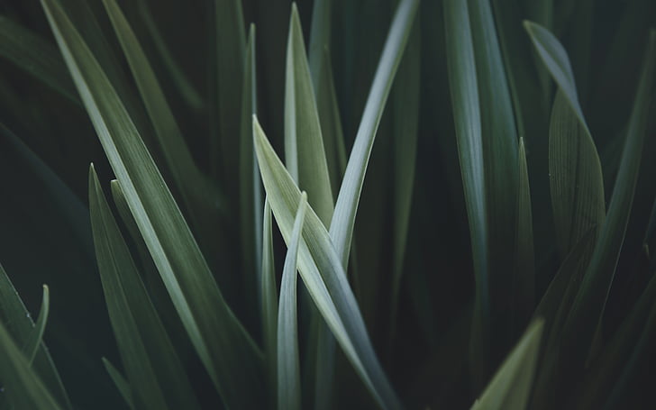 green, leaf, plant, nature, blur, green color, growth