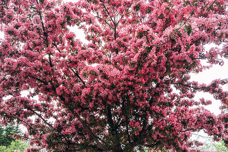 Pink, træ, forår, blomst, Blossom, Bloom, kirsebær