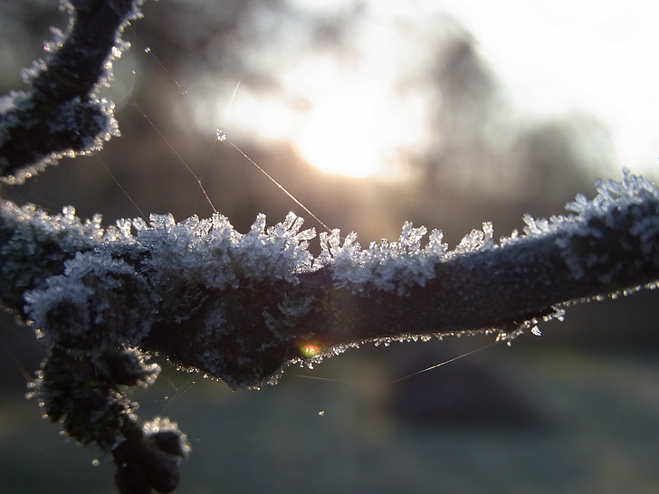 jää, kristallid, talvel, filiaali, puu, külm, päike