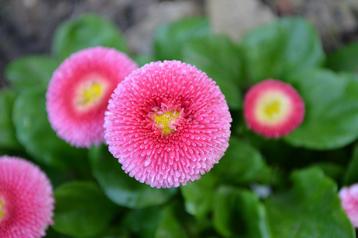 Daisy, flerårig daisy, Bellis annua, blomst, lyse pink, natur