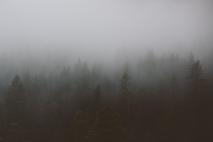 meža, koki, skujkoki, migla, migla, tumšajā, dūmakains