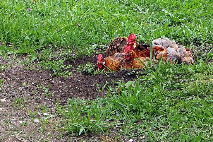 kyckling, Hahn, kycklingar, djur, jordbruk, gård, djurhållning