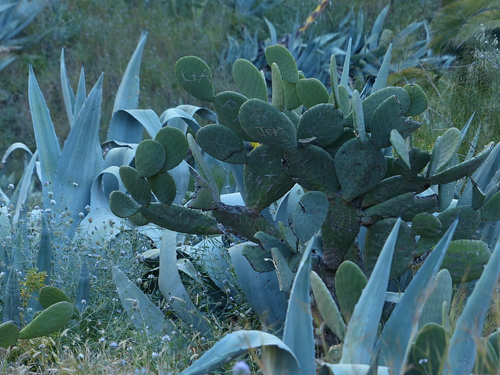 Cactus, agave, Scrub, wildernis, stekelig, oor cactus, prickly pear