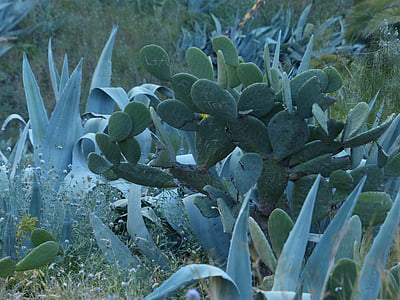 cactus, agave, scrub, wilderness, prickly, ear cactus, prickly pear