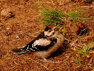 woodpecker, federal woodpecker, bird, nature, forest bird, forest, forest animal