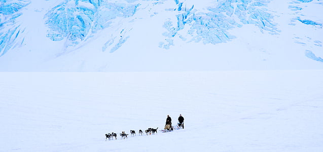hundeslede, hunder, snø, hvit, Arktis, samarbeid, kalde