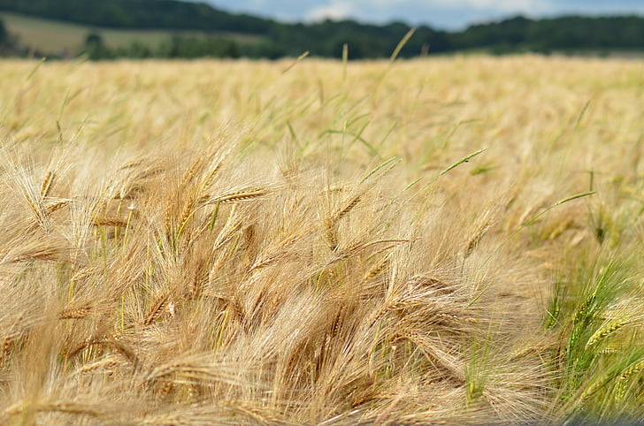 barley, cereal, agriculture, healthy food, power, dietetic, feed