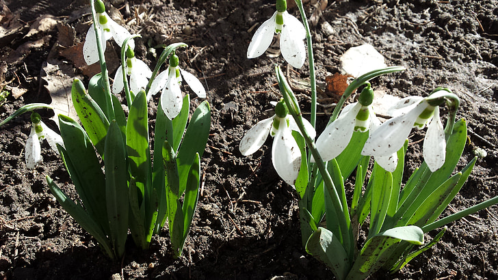flower, white, spring