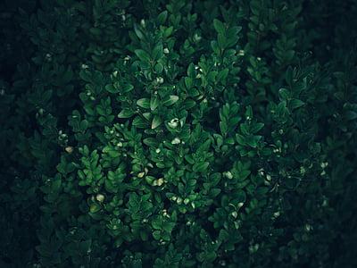 Грін, дерево, лист, листя, рослини, Природа, зелений колір