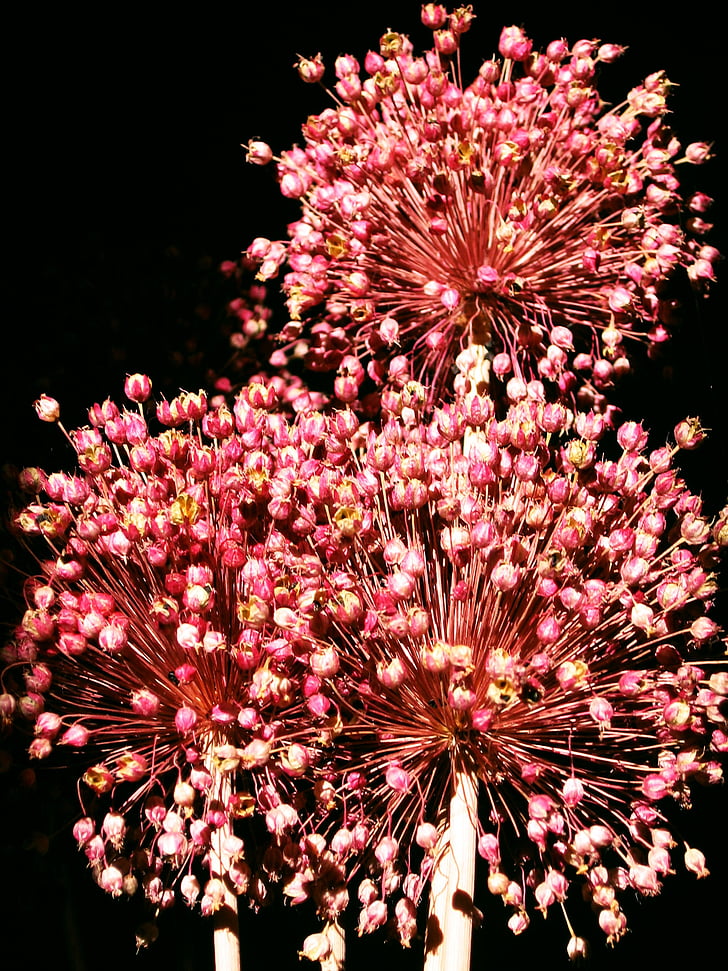 fireworks, dried flowers, colorful