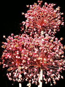 fireworks, dried flowers, colorful