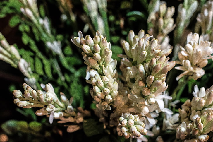 rajanigandha 꽃, tuberose 꽃, 꽃, 하얀, rajnigandha