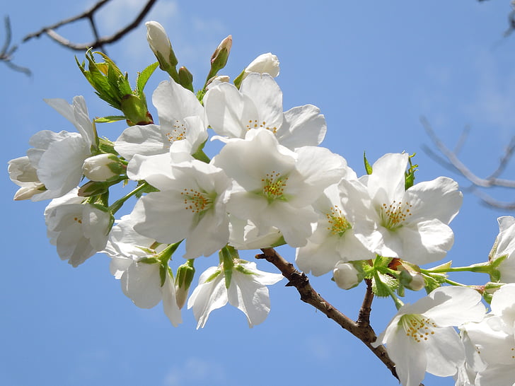 čerešňa, jarné kvety, jar v Japonsku, kvitnúce sakury, jar, rastlín, Japonsko