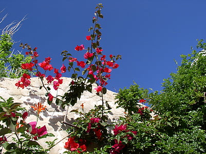 Grecja, kwiaty, niebo, niebieski, czerwony, Cyklady, Bugenwilla