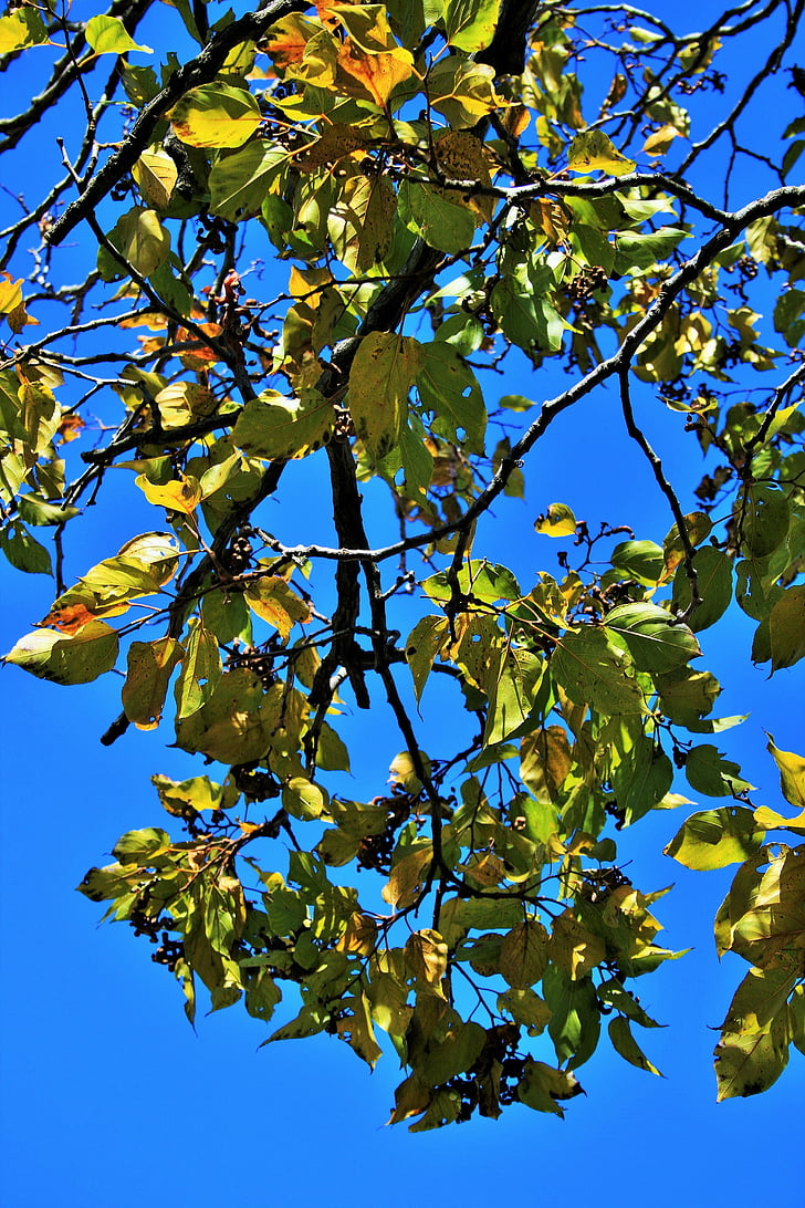 Japonský Hrozienkový, listy, strom, pobočky, vetvičky, žltá, jeseň
