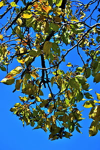 Japonský Hrozienkový, listy, strom, pobočky, vetvičky, žltá, jeseň
