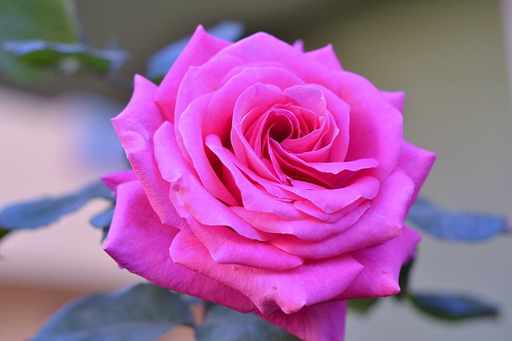 Rosa, desig, Roses roses, flor, natura, bonica, imatge de flor