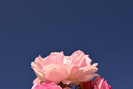 naik, Rose pink, Pink rose, bunga, Blossom, mekar, mawar mekar