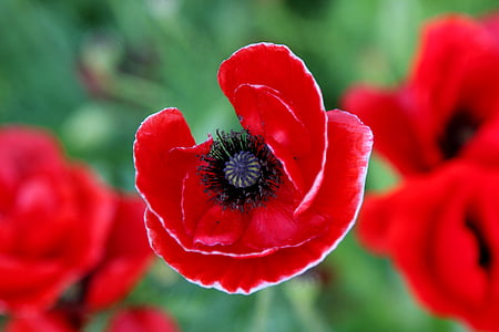 amapola, flor roja, flor del campo, natural, romántica, rojo, jardín