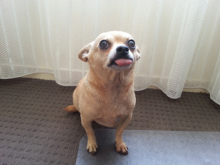 cão pequeno, Chihuahua, bonito, engraçado, sentado, olhos grandes