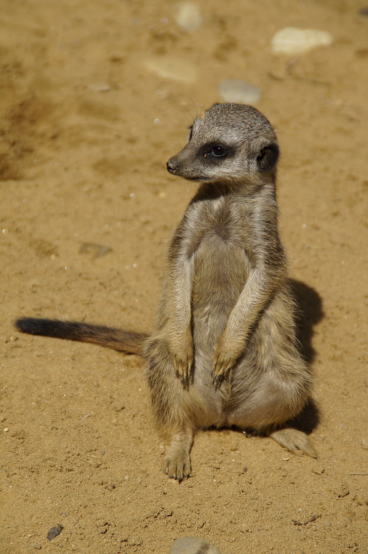 meerkat, 귀여운, 동물의 세계, 모래, 동물원, 건조, 호기심