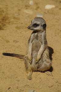 Meerkat, mignon, monde animal, sable, Zoo, sec, curieux