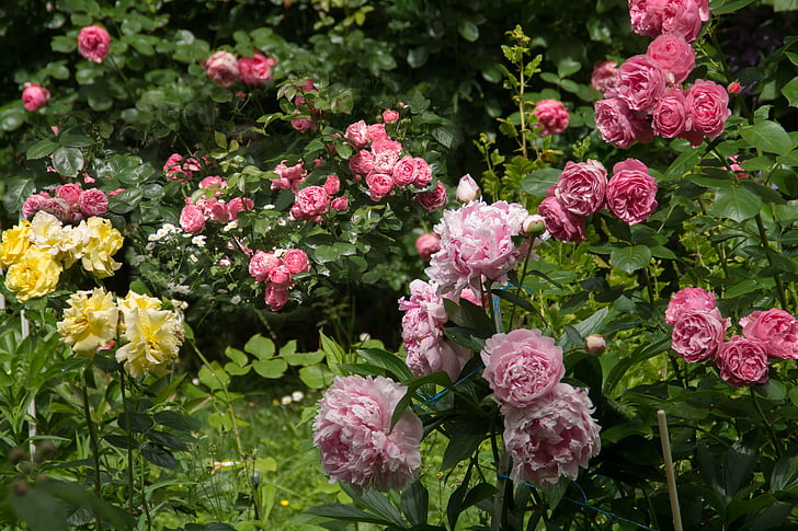 Thiên nhiên, Sân vườn, Hoa, Hoa hồng, Peonies, thực vật, Hoa