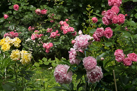 Natura, ogród, kwiaty, róże, piwonie, roślina, kwiat