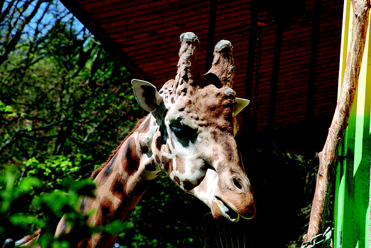 giraff, Zoo, djur, däggdjur, hals, huvud, nätstruktur giraff