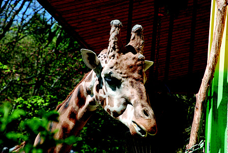 giraffe, zoo, animal, mammal, neck, head, reticulated giraffe