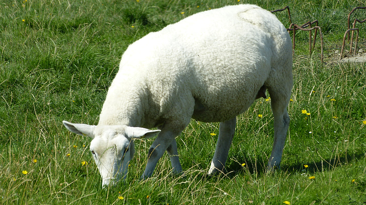 ovce, svet zvierat, Príroda, lúka, hrádza, tráva, Nordfriesland