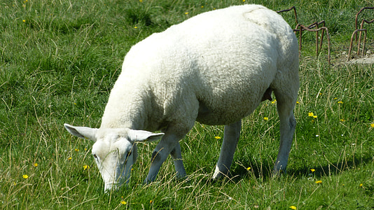 lambad, loomade maailm, loodus, heinamaa, Dike, muru, Põhja-Friisimaa