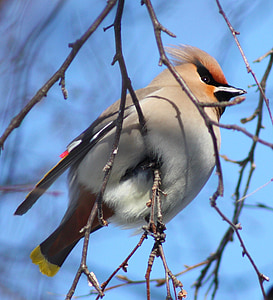 bohemian waxwing, bird, tree, branch, perched, sky, clouds