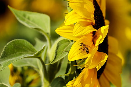 bunga matahari, bunga, bunga, malam matahari, musim gugur, alam, kuning