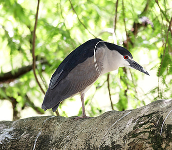 socó sleeper, fugl, af profil, vilde, på grenen, fisk æder