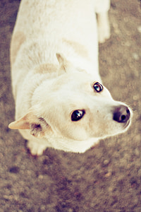 pes, PET, milý, sladký, oči, biela, malé