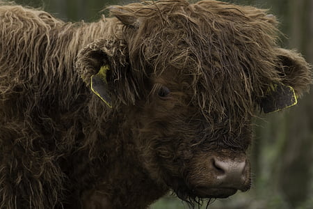 marrom, escocês, Highlander, vaca, gado, floresta, highlanders escoceses