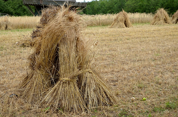 cereals, sheaves, field, harvest, spike, tufts