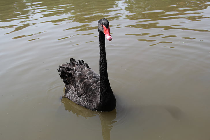 black swan, park, leisure