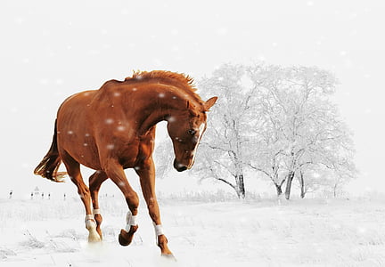 l'hivern, cavall, jugar, neu, animal, natura, paisatge de neu