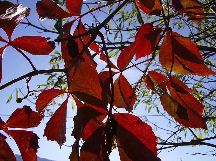listi, jeseni, makro, padec barve, listov