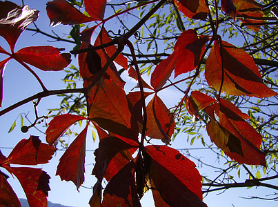 foglie, autunno, macro, colore di caduta, foglia