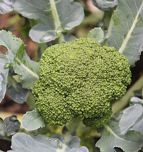 broccoli, plantaardige, RAW, voedsel, versheid, organische, landbouw