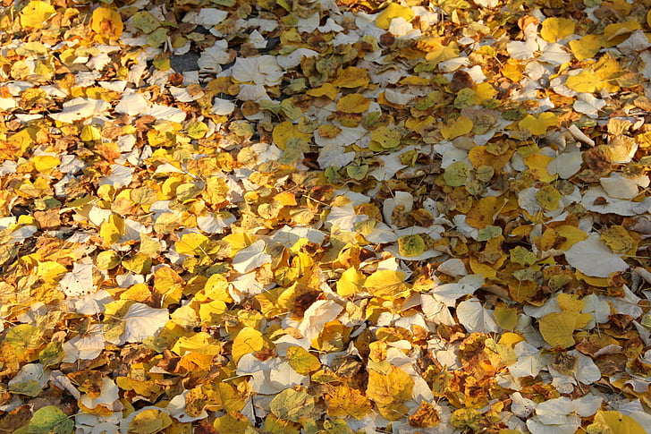 Есен, листа, земята