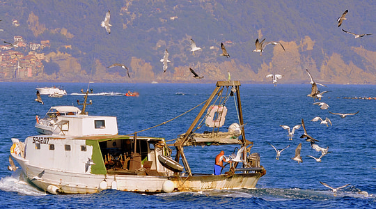 halászati, madarak, hal, tenger, csónak
