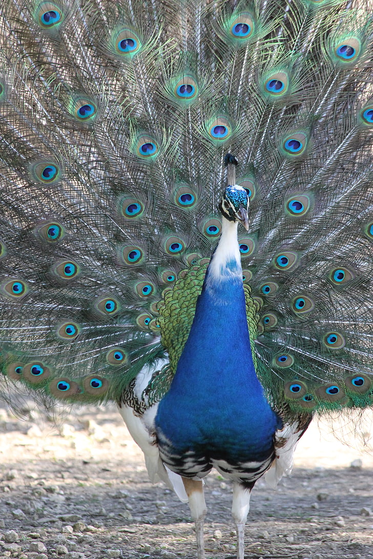 Peacock, con chim, Thiên nhiên, động vật, động vật, bánh xe, lông