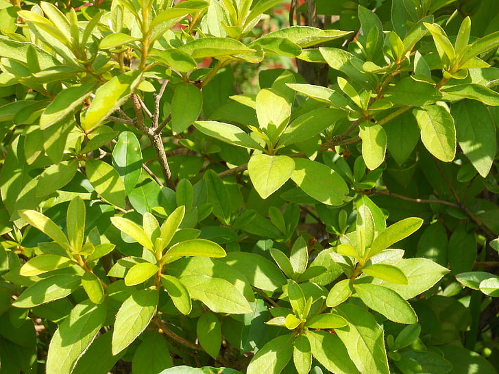 daun, vegetasi, pohon