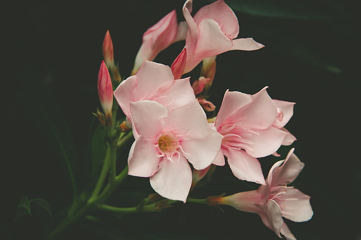 merah muda, putih, kelopak, bunga, bunga, mekar, alam